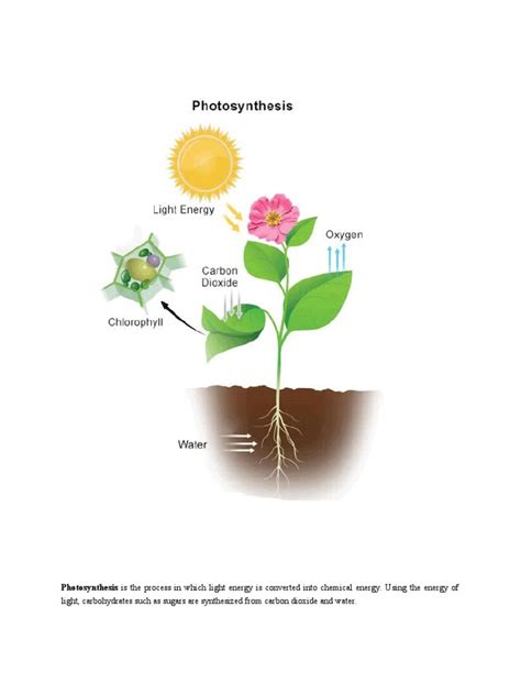 What Is Photosynthesis - Stages | PDF | Photosynthesis | Leaf