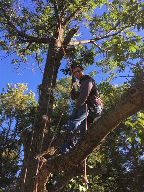 Tree Care And Bucket Truck Services In Rochester Ny Tom Maguire Tree Service