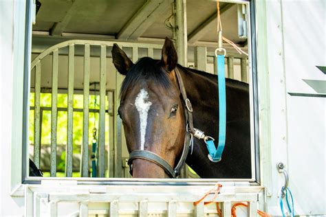 Thoroughbred Logic: Pedigrees and Horoscopes | HORSE NATION