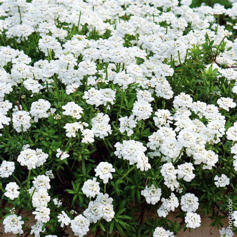 Iberide Sempreverde Piante Perenni Per Bordure E Rocciati Meilland