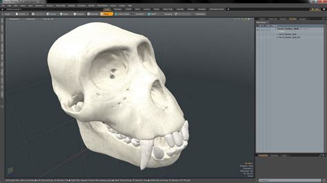 Vervet Monkey Skull 3d Model 44 3ds Blend C4d Fbx Max Ma Lxo