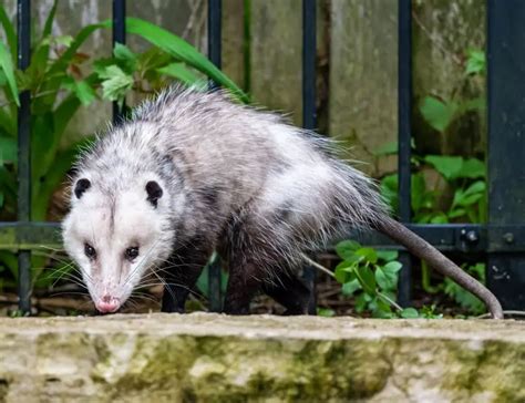 14 Opossum Facts About The Odd Marsupial