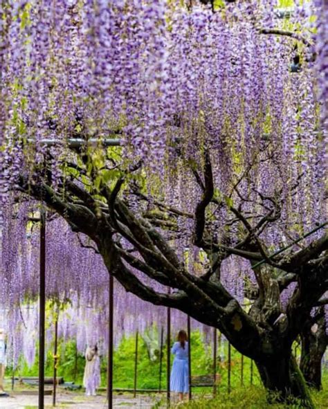 Where To See Wisteria In Japan 2024 10 Best Places To See Wisteria In