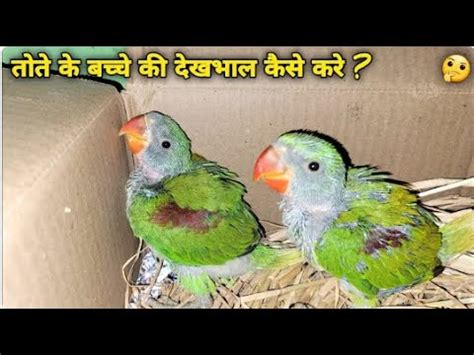 तत क बचच क दखभल कस कर Baby Parrot Care Handling Baby