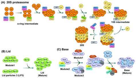 The Assembly Of The 20S Proteasome And Two Parts Of The 19S Regulatory