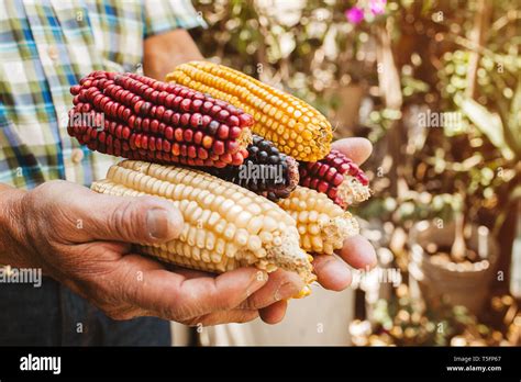 Mazorca De Ma Z Secos De Diferentes Colores En Manos Mexicanas En