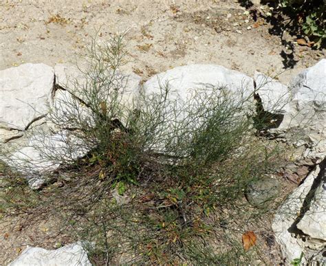 Limonium Sulcitanum Arrigoni Portale Della Flora D Italia Portal To