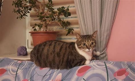 «Котопёс» ищет дом и хозяев для милой кошки Плюши без проблем