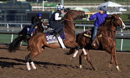 Wavell Avenue - Horse Profile - BloodHorse