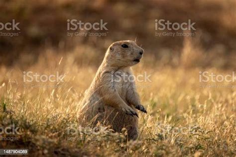 Prairie Dogs At Devils Towers National Monument Stock Photo - Download ...