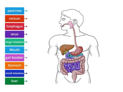 Digestive System Diagram - Labelled diagram