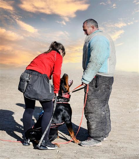 Premium Photo | Training of rottweiler