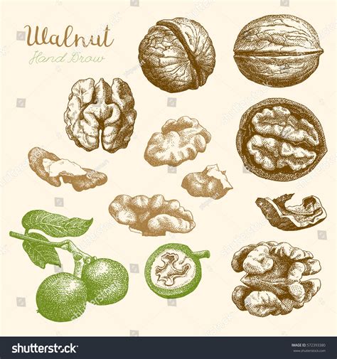 Hand Drawn Sketch Of Walnuts Royalty Free Stock Vector 572393380