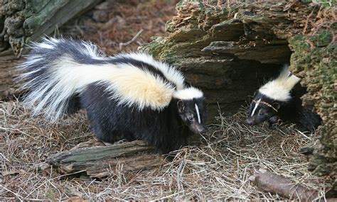 Striped skunk pair | Welcome Wildlife