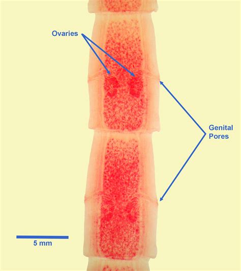 Dipylidium caninum - Learn About Parasites - Western College of ...