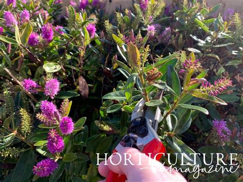 Optimise The Lifespan Of Your Hebe With Regular Trimming: 4 Steps To ...