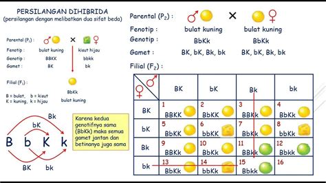 Pewarisan Sifat Kelas 9 Persilangan Monohibrid Dan Dihibrid Youtube