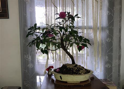 Camellia sasanqua “Winter’s Joy” - Bonsai Akira