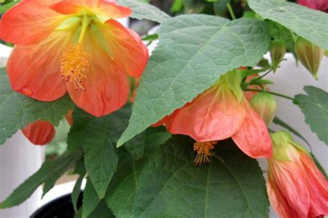 Abutilon Lucky Lantern Tangerine Flowering Maple