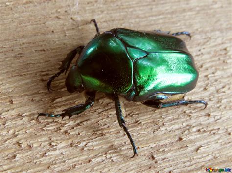 Green beetle free image - № 30791