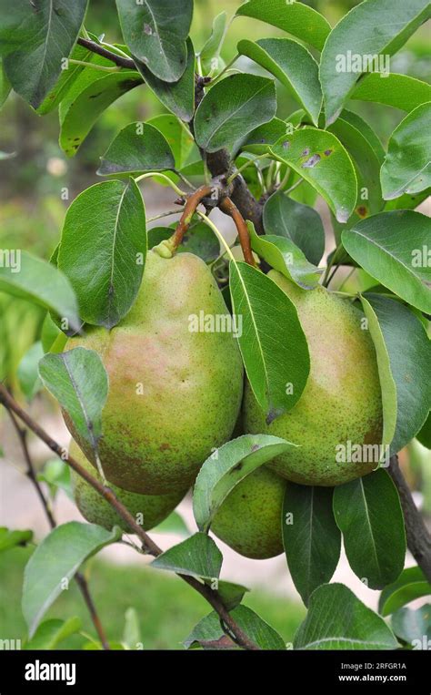 In The Orchard Pears Ripen On The Tree Branch Stock Photo Alamy