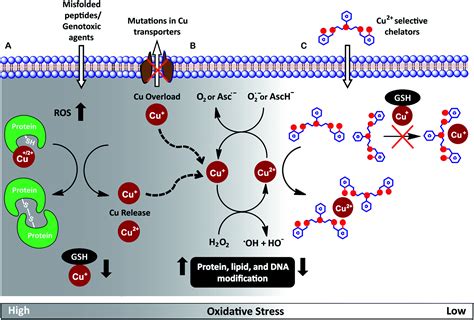 Cu 2 Selective Chelators Relieve Copper Induced Oxidative Stress In