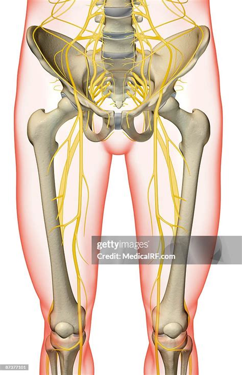 Lower Limb Nerves