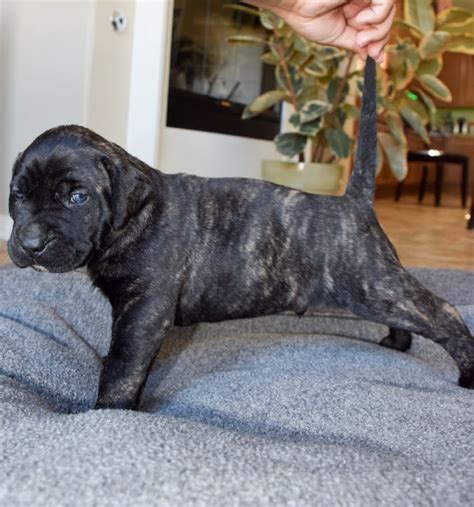 Presa Canario Puppies For Sale In California SoCalPresa Presa