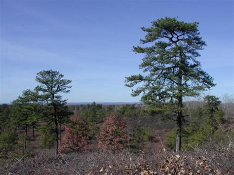 Pitch Pine Scrub Oak Barrens Guide New York Natural Heritage Program