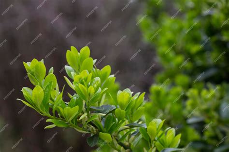 Buxus Verde Fresco Buxus Sempervirens Folhas Closeup De Arbusto Perene