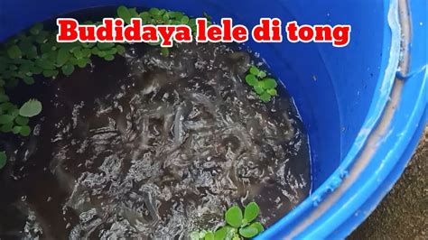 Budidaya Ikan Lele Di Tong Umur Bulan Youtube