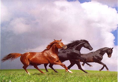 Three Horse Pals Horse Herd Horse Pairs Horses Galloping Horses Hd