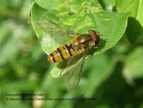 Marmalade Hoverfly Episyrphus Balteatus Detail Biodiversity Maps