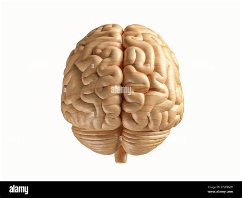 3d Ilustración Del Cerebro Humano Hecho De Madera Vista Frontal Del