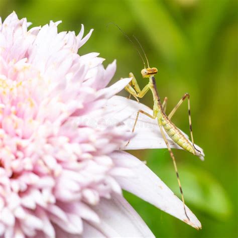 756 Praying Mantis Pink Flower Stock Photos - Free & Royalty-Free Stock ...