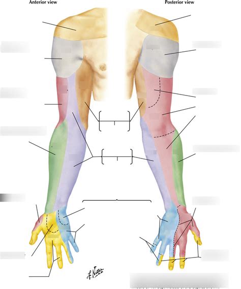 Upper Extremity Dermatomes Diagram Quizlet Porn Sex Picture