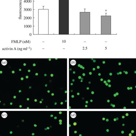 Assay Of Chemotaxis Of Mouse Neutrophils Treated With Activin A The Download Scientific