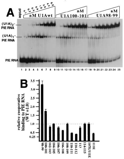 Relative Sl Rna Binding Activities Of The Mutant U A Proteins Compared