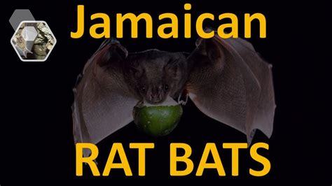 Jamaican Rat Bats The Untold Truth Youtube