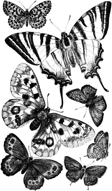 British Butterflies | ClipArt ETC