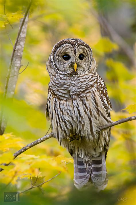 Autumn Barred Owl Pictured Rocks National Lakeshore Michigan Focus Gallery Frankfort