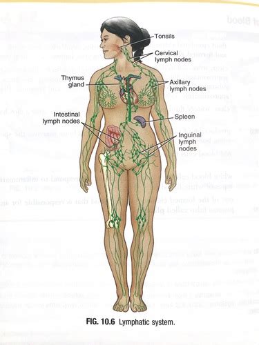 Lymphatic Organs Anatomic Structures Ch Flashcards Quizlet