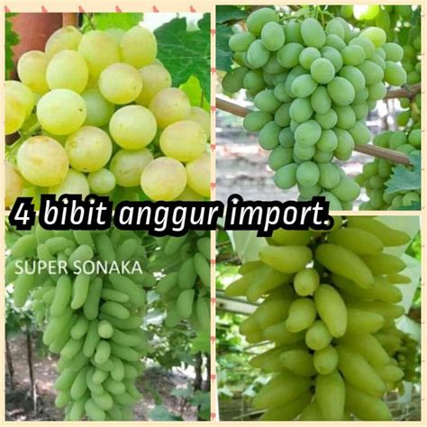 Jual Bibit Anggur Jenis Import Valid Stek Batang Shopee Indonesia