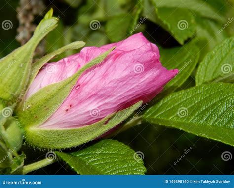 Flores Rosadas Del Cierre Color De Rosa Salvaje Del Arbusto Para Arriba