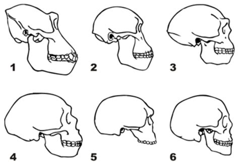 Fossil Record falsifies “evolution” | The Skeptical Zone