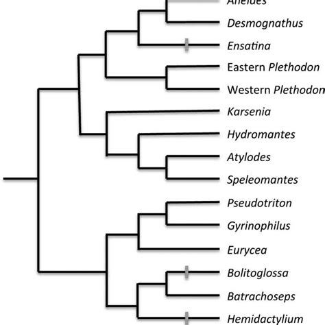 Evolution of true constricted-based tail autotomy in Plethodontidae ...