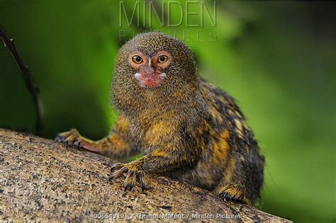 Pygmy Marmoset Stock Photo Minden Pictures