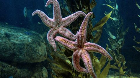 estrela  mar curiosidades cuidados  fatos incriveis