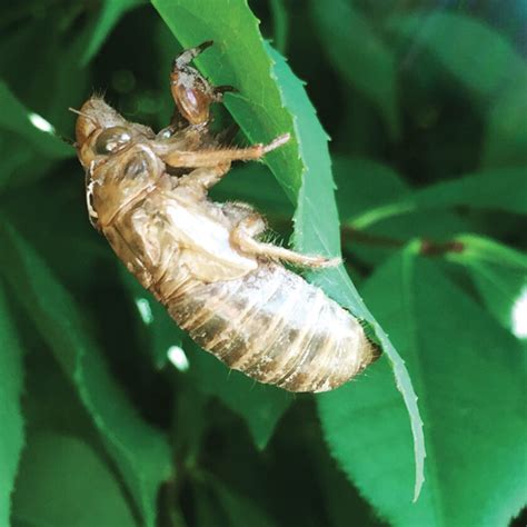 Backyard Gardener: Annual and periodical cicadas | News, Sports, Jobs - News and Sentinel