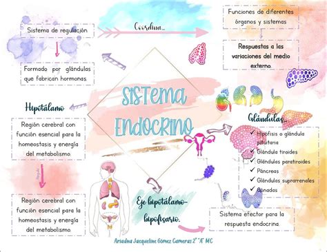 Mapas Mentais Sobre SISTEMAS DO CORPO HUMANO Study Maps